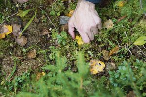 Paimion parantolan sieniretkellä pääsee metsään biologi, sieniasiantuntija Jarkko Korhosen kanssa.