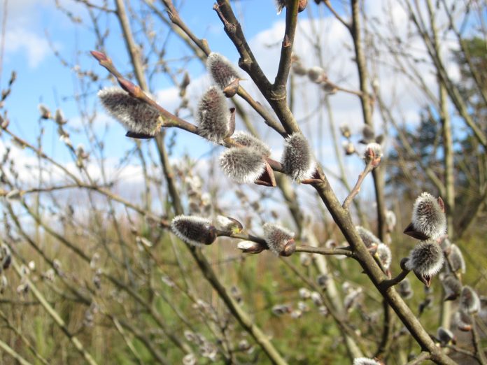 pajunkissat_web Pajunkissat