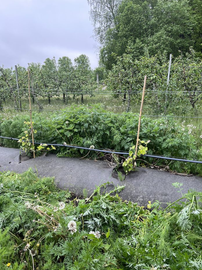 Ammattiopisto Livia maatalouden vesistopolku web Ammattiopiston Livian tiloille Tuorlaan valmistui Maatalouden vesistöpolku -ulkoilureitti, joka on kaikkien avoimesti kierrettävissä. Kuva: Katariina Mäkinen-Önsoy.