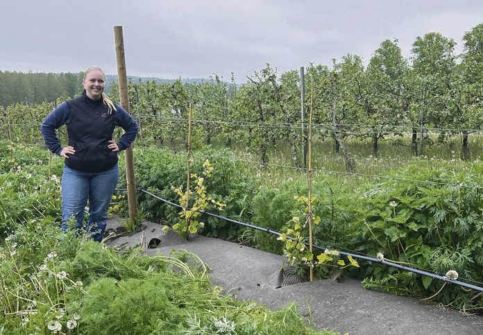 Ammattiopisto Livian tuotantotiimin päätoiminen tuntiopettaja Liina Leivonmaa esittelee viinitarhaa.