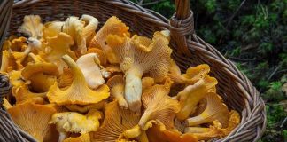 Sieninäyttely Raision kirjastolla Kuvituskuva: Pixabay.