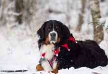 Metsätähdessä valmistaudutaan jouluun koko perheen tapahtumassa Halibernit ja Auran Nuuskut ovat paikalla Naantalin Metsätähden joulutapahtumassa kello 16–19.