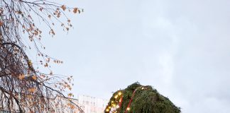 Havupukki ilahduttaa Kaarinassa Havupukki Kaarinassa. Kuva: Kaarinan kaupunki.