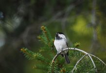 TLY:n juhlavuosinäyttely Turun pääkirjastolla Turun Lintutieteellinen Yhdistys 60 vuotta, juhlavuosinäyttely, Turun pääkirjasto, TLY, Suvi Riihiluoma