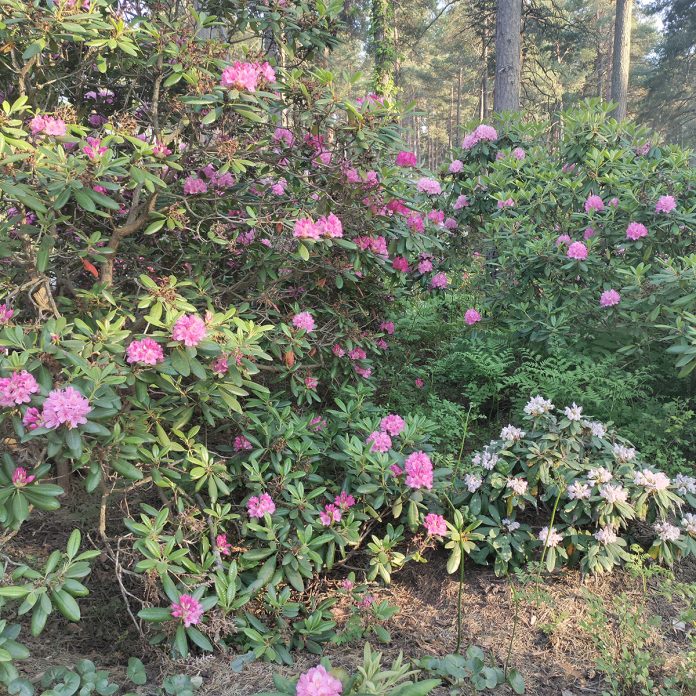 Raision Alppiruusupuisto.