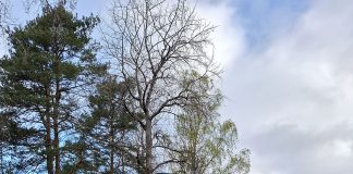 Siisti Biitsi jalkautuu Naantalin Nunnalahden rannalle Johtoryhmän Siisti Biitsi -siivous 5.5. oli tehokas ja reipas. Kuvassa näkyy kehitysjohtaja Rikumatti Levomäki kollegoineen. Kuva: Jessica Ålgars / Naantalin kaupunki.