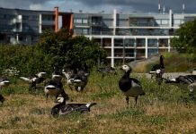 Turussa ja Paraisilla melkein tuhat valkoposkihanhea