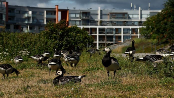 valkoposkihanheja Helsingissä kuvaaja aleksi mikkola tiedotteen kuva