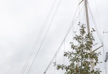Turku istutti juhlapuun Pidä Saaristo Siistinä ry kunniaksi Puun päivän 2026 juhlallisuudet Aurajokirannassa. Istuttamassa olivat Olli-Pekka Mäki, Aki Männistö ja Katja Rytkönen. Kuva: PSS ry / Veera Säilä.